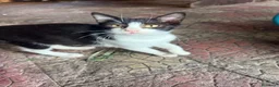 Meticcio gatti in regalo: Gattini cercano casa a Città metropolitana di Catania - Annuncio 6