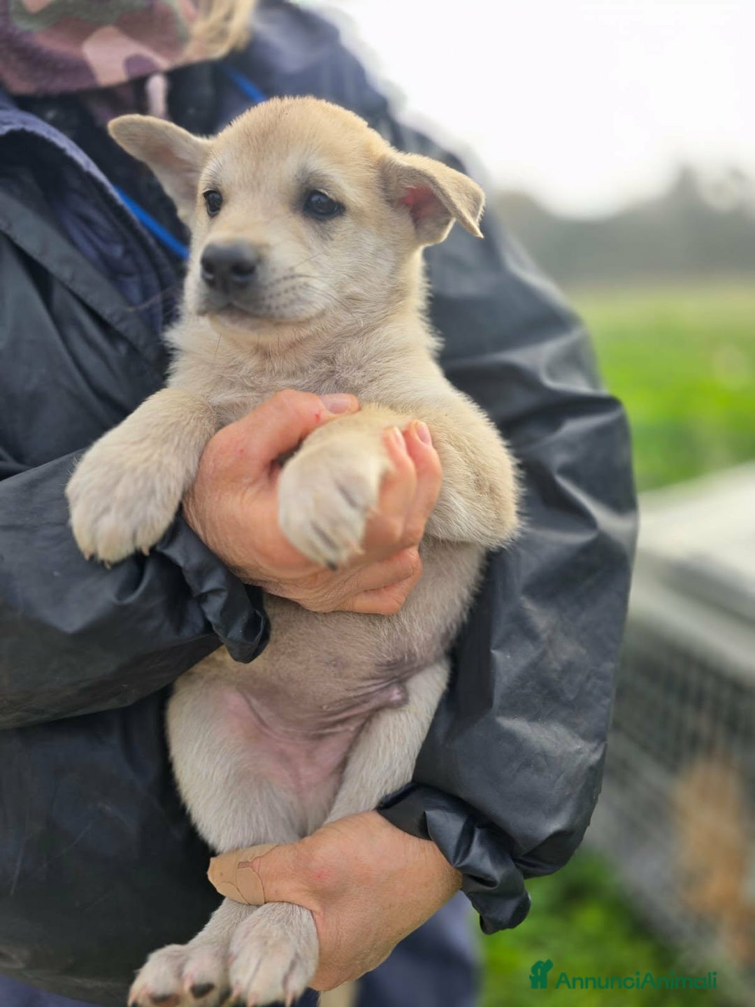 Meticcio cani in regalo: Enea patatoso cucciolo in adozione  - Annuncio 3