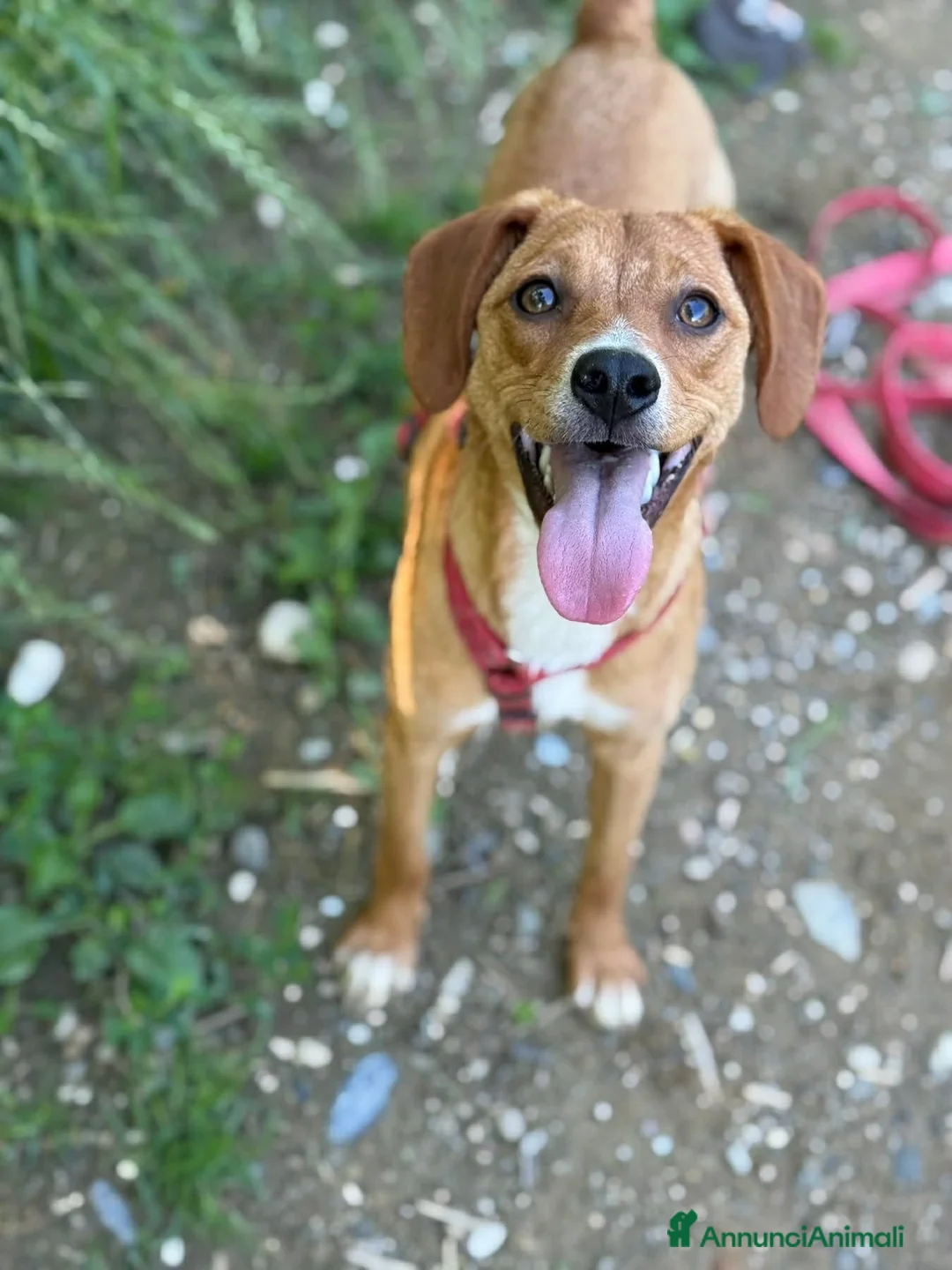 Meticcio cani in regalo: NATALIE, cucciola DOLCISSIMA! Tg medio piccola - Annuncio 11
