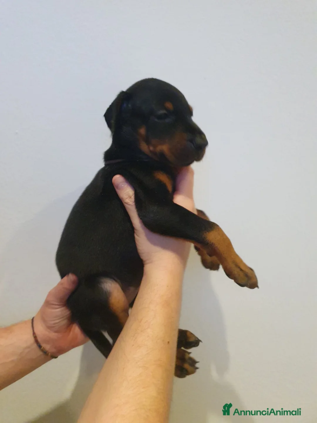 Dobermann cani in vendita: Cuccioli di Dobermann - Annuncio 15