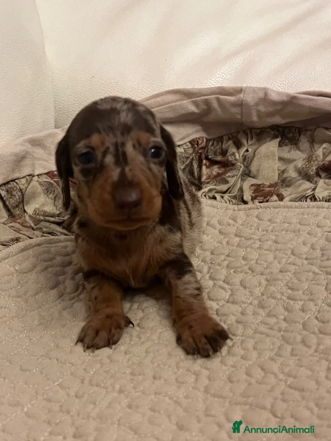 Bassotto cani in vendita: Open day - Cuccioli bassotto tedesco - Annuncio 11