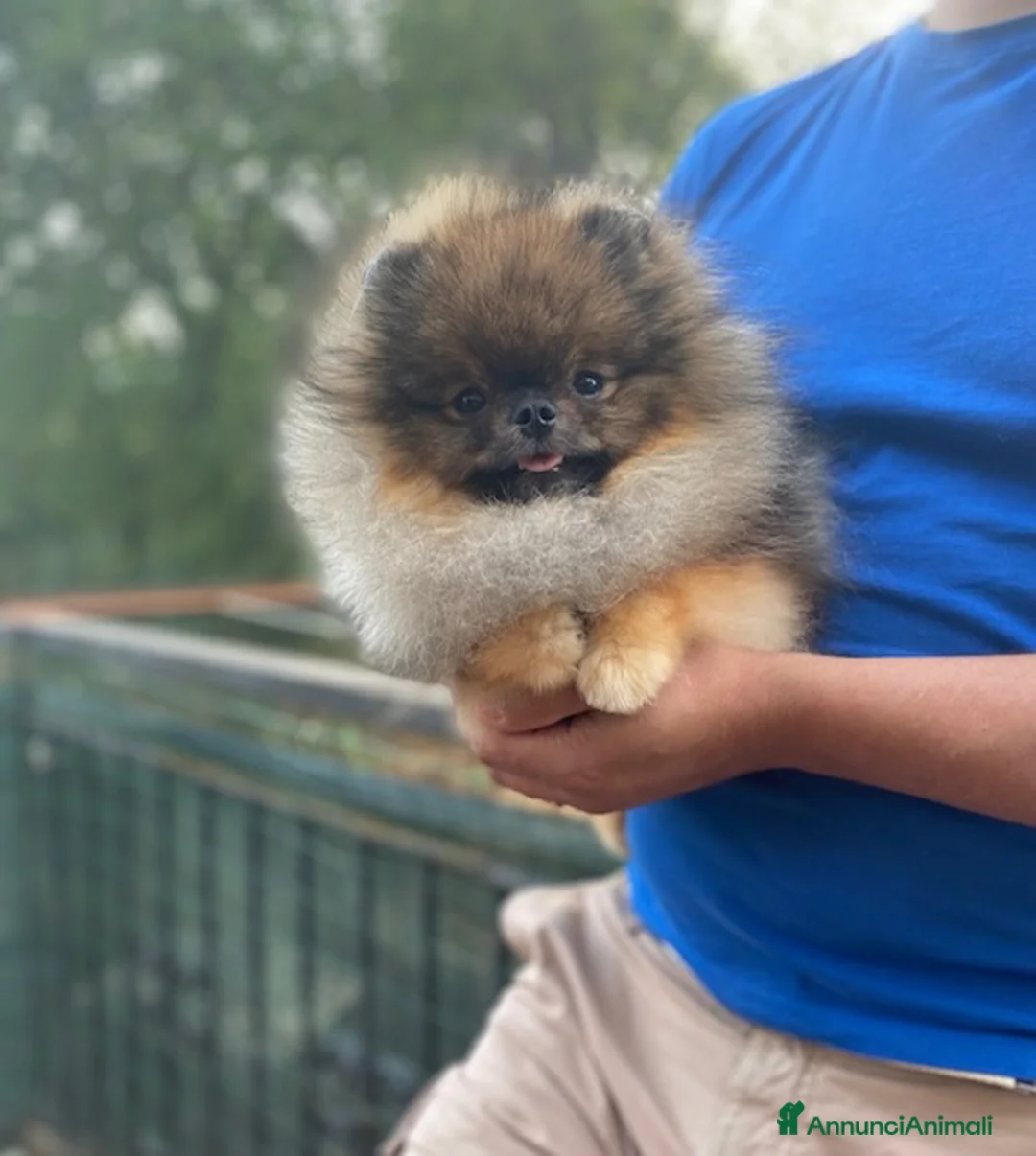 Volpino Pomerania cani in vendita: Mini orsetto Pomerania selezionato con Pedigree - Annuncio 2