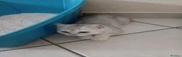 Scottish gatti in vendita: Cuccioli Fold e Straight  - Annuncio 7