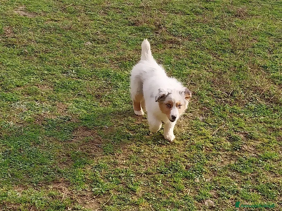 Australian Shepherd cani in vendita: Cuccioli australian shepard  a Provincia di Pavia - Annuncio 13