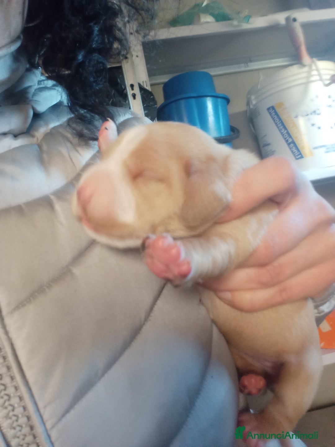 Meticcio cani in vendita: Cuccioli di Amstaff  - Annuncio 5