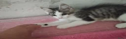 Europeo gatti in regalo: Dolce lucrezia - Annuncio 5