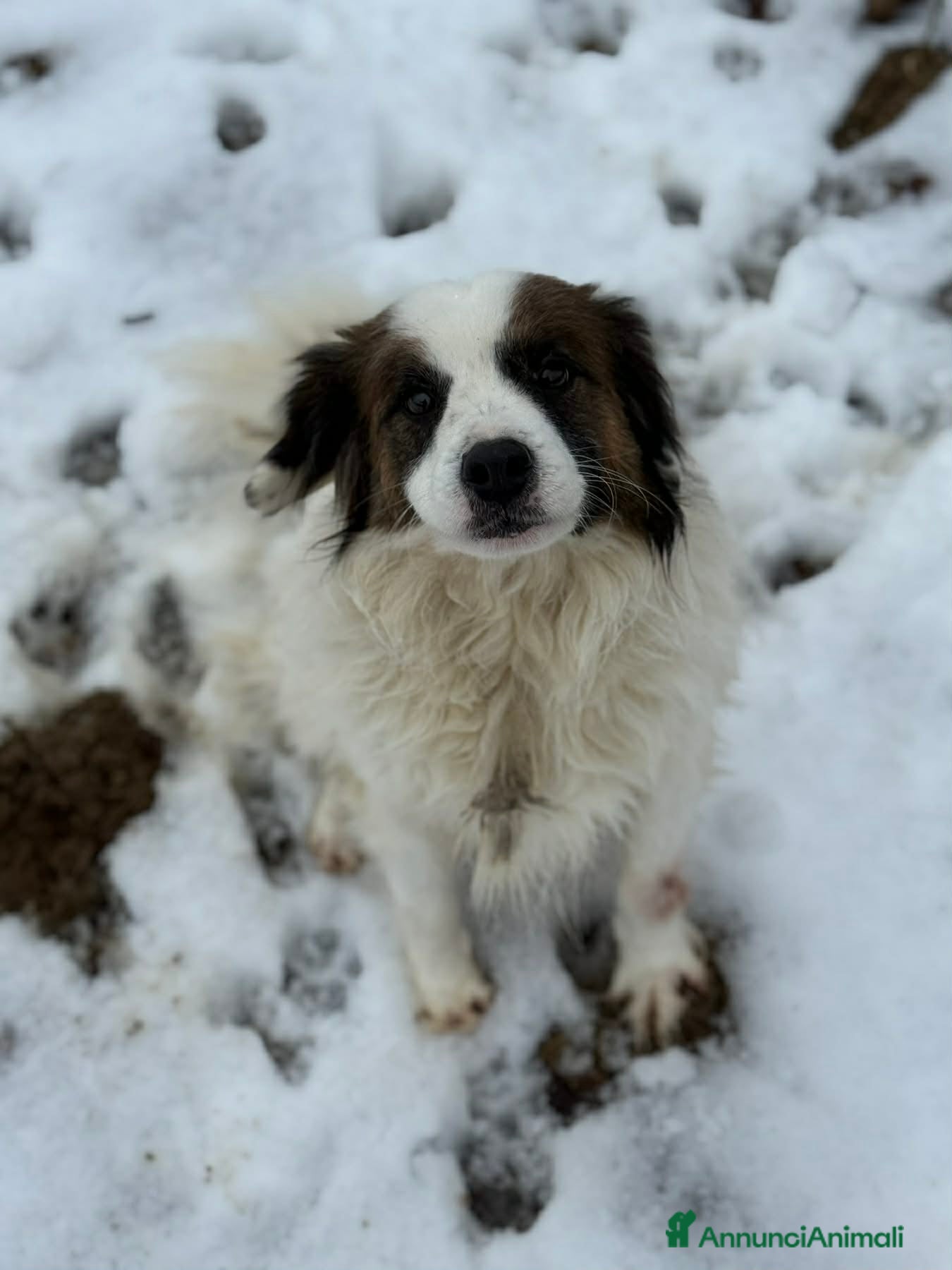 Meticcio cani FLOCKY, in canile si dispera! Cerca famiglia - Annuncio 2
