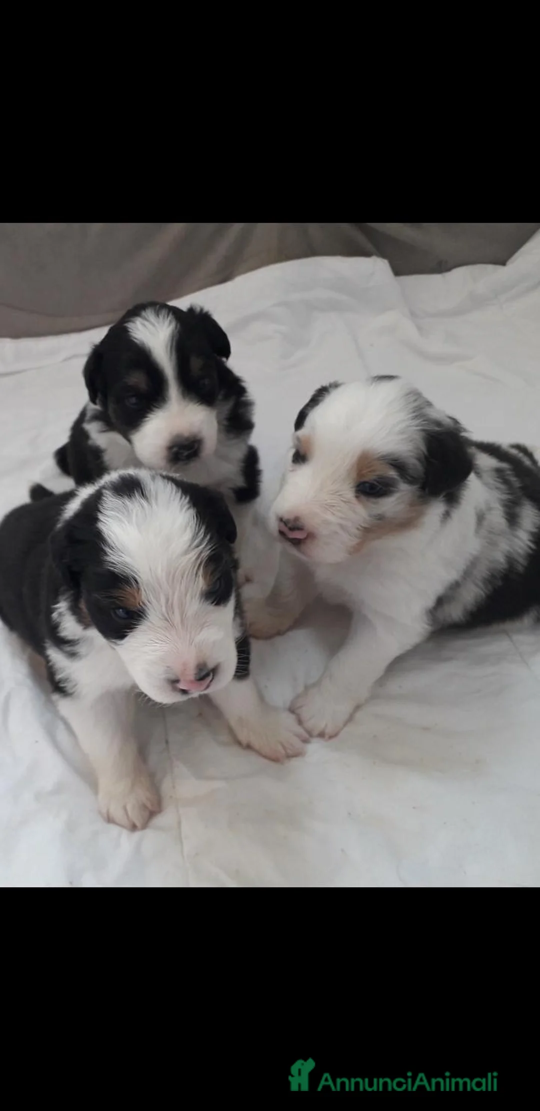 Australian Shepherd cani in vendita: Cuccioli di Pastore Australiano  a Provincia di Treviso - Annuncio 1