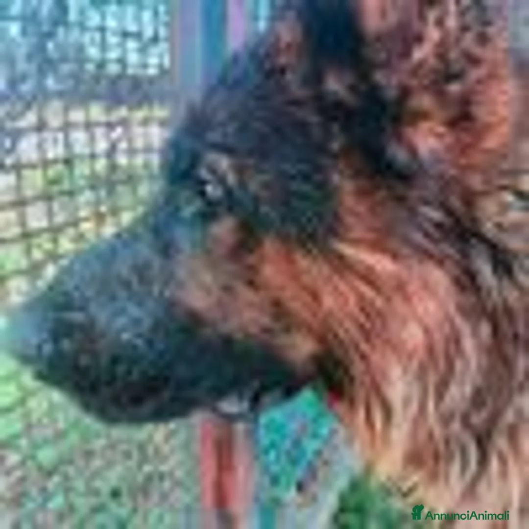 Pastore Tedesco cani in regalo: Matt, spettacolare pastore tedesco - Annuncio 7