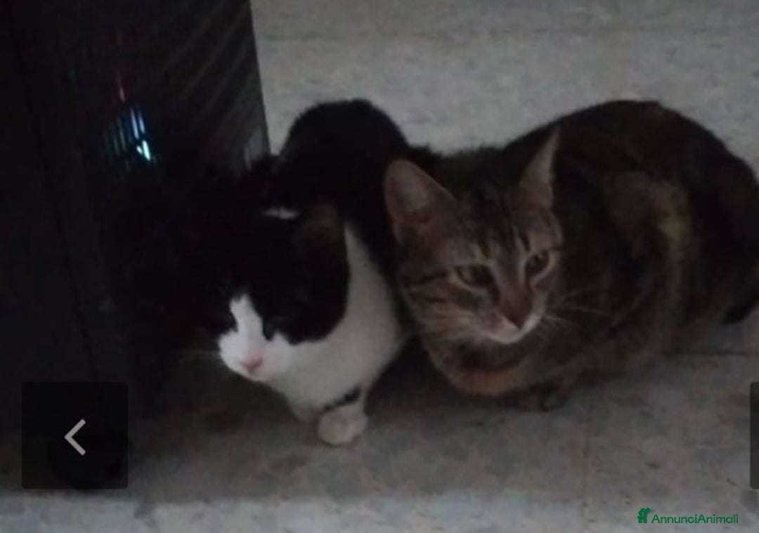 Europeo gatti in regalo: Mici mamma e figlio, giovani,salvati, FELV+.Puglia a Città Metropolitana di Milano - Annuncio 6