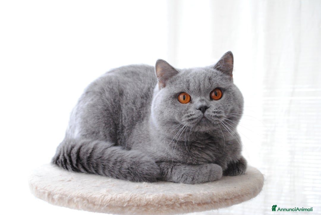 British gatti in vendita: BELLISSIMO MASCHIETTO BRITISH BLU DISPONIBILE - Annuncio 6