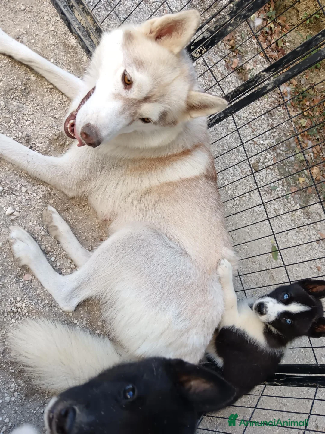 Husky cani in vendita: Cuccioli Siberian Husky con Pedigree - Annuncio 6