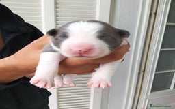 Border Collie cani in vendita: Cuccioli Border Collie a Città Metropolitana di Torino - Immagine 29