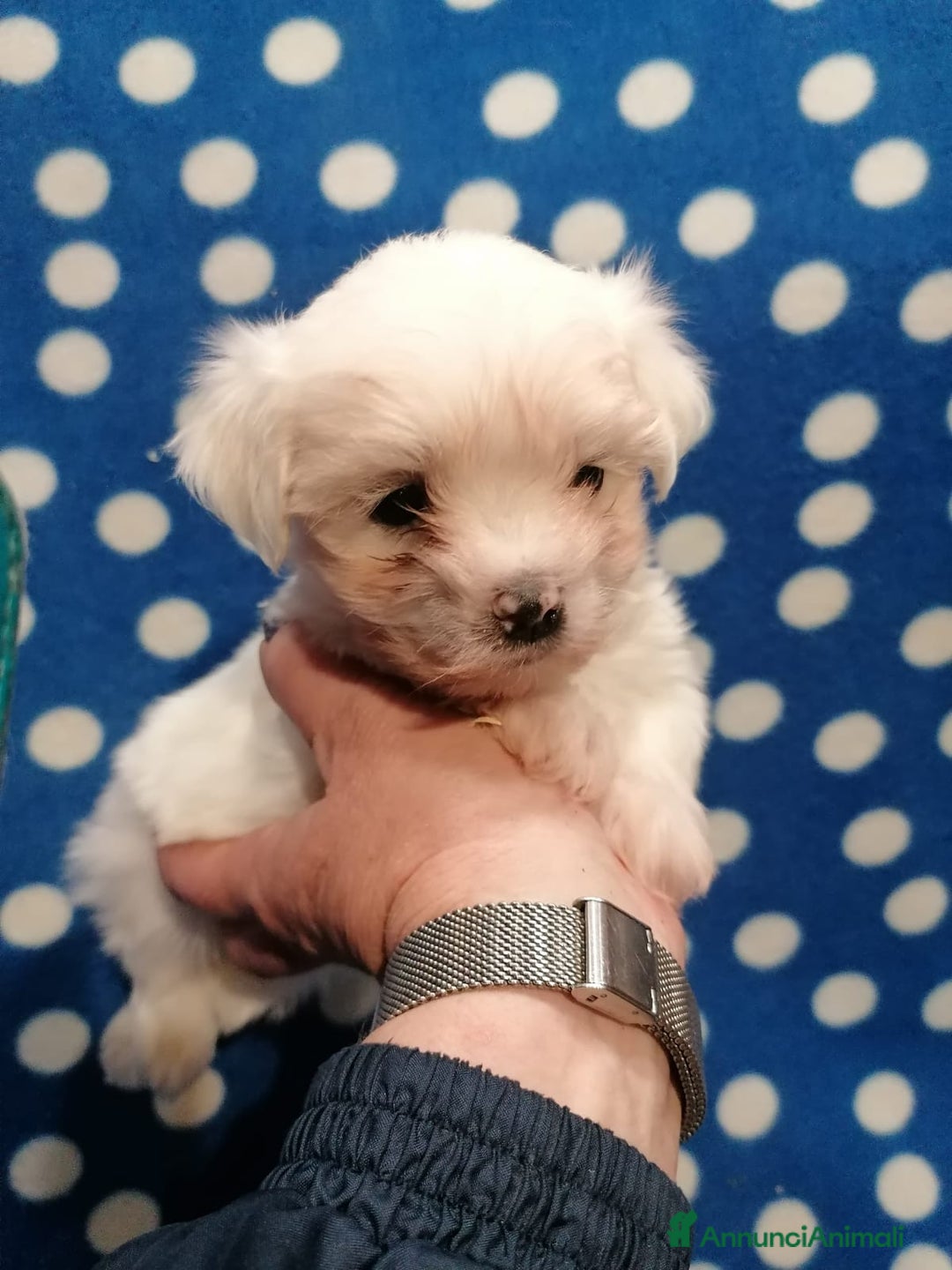 Maltese cani in vendita: Maltese cuccioli - Annuncio 2