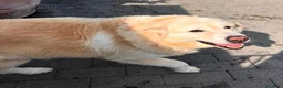 Meticcio cani in regalo: SALOMONE CERCA CASA - Annuncio 9