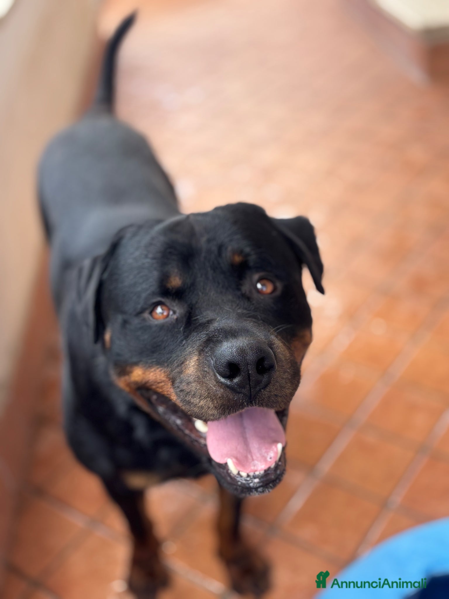 Rottweiler cani Rottweiler maschio - Annuncio 1