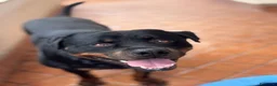 Rottweiler cani per accoppiamento: Rottweiler maschio - Annuncio 1
