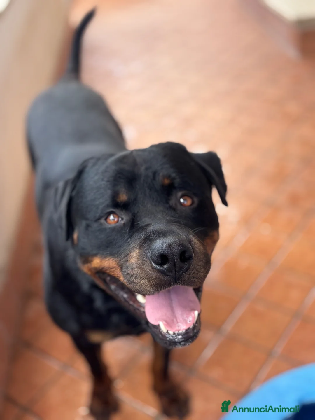 Rottweiler cani per accoppiamento: Rottweiler maschio - Annuncio 1