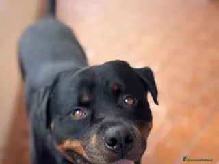 Rottweiler cani Rottweiler maschio - Annuncio 2