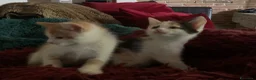 Europeo gatti in regalo: Gattini per adozione  - Annuncio 1