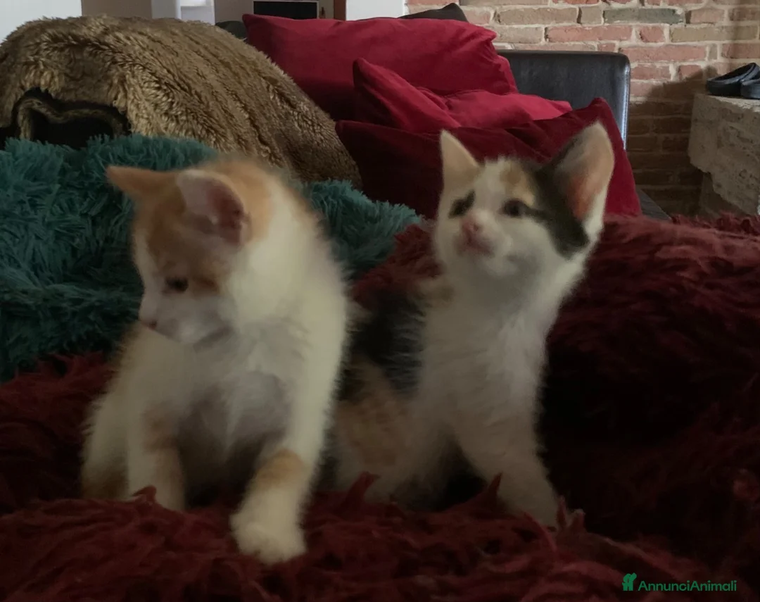 Europeo gatti in regalo: Gattini per adozione  - Annuncio 1