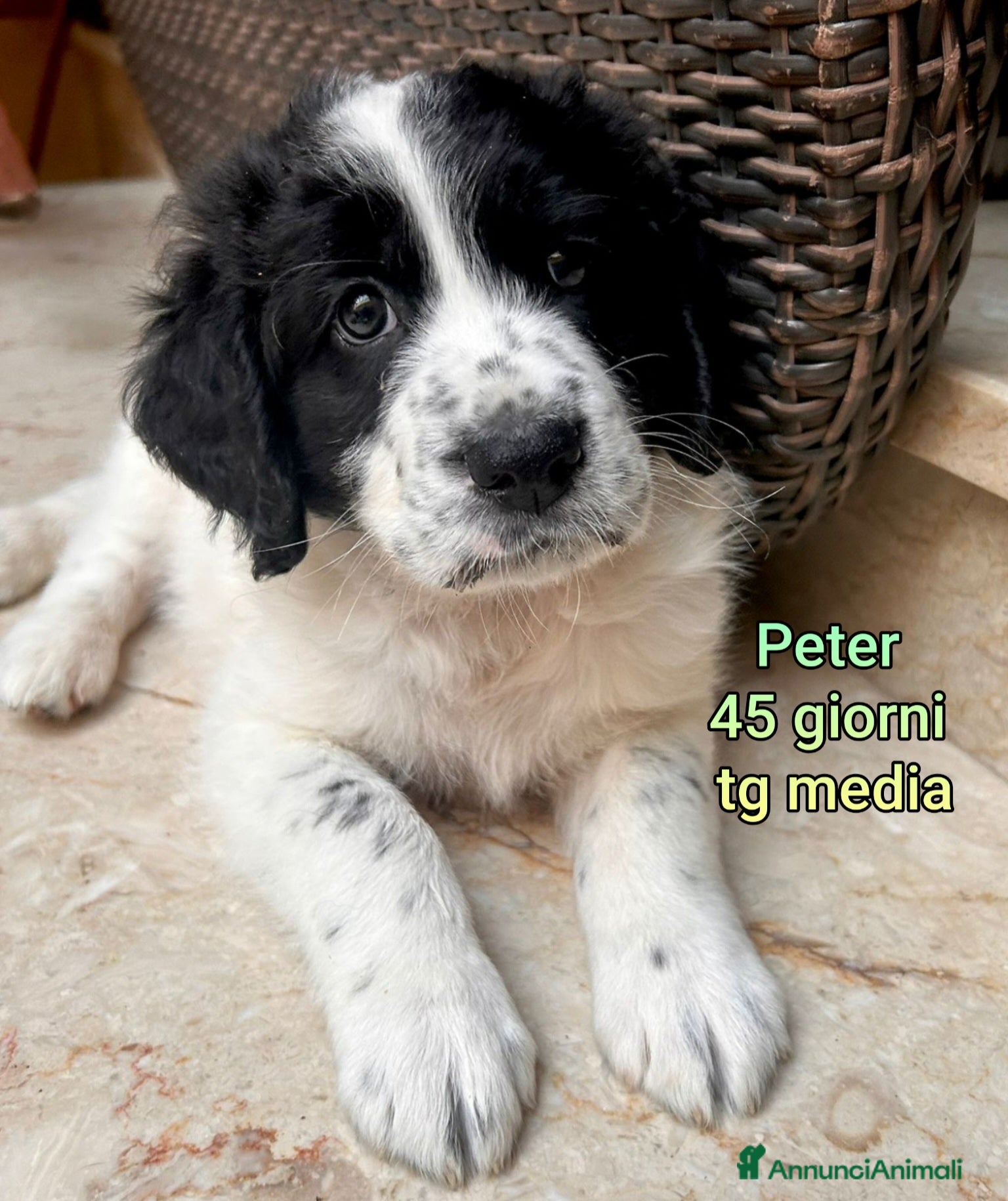 Meticcio cani CUCCIOLI ABBANDONATI: EMERGENZA  - Annuncio 1