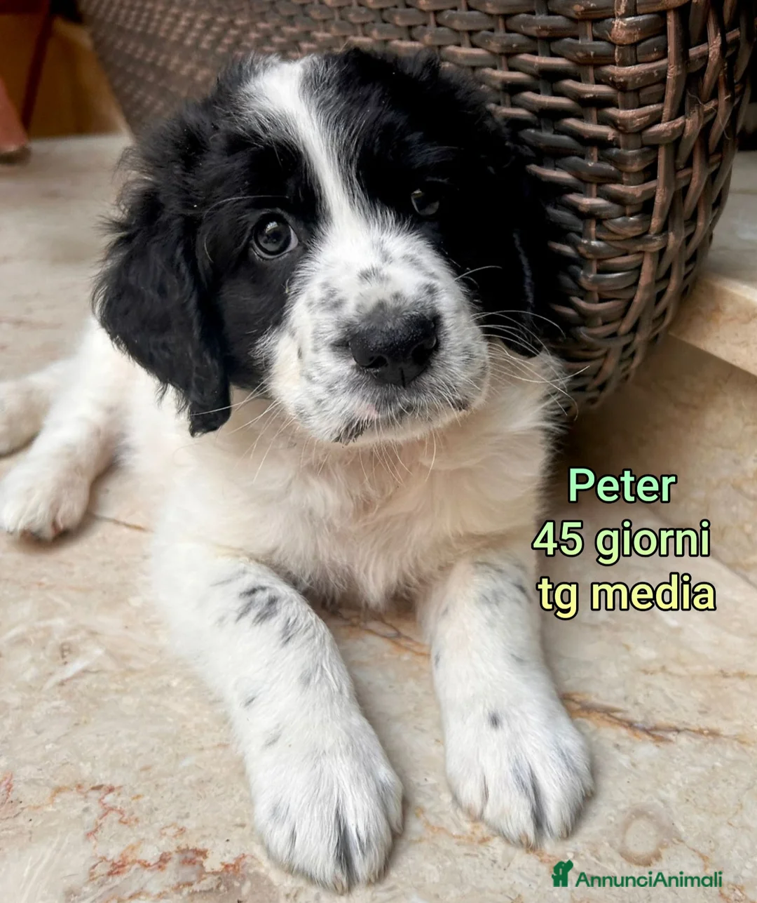 Meticcio cani in regalo: CUCCIOLI ABBANDONATI: EMERGENZA  a Città metropolitana di Milano - Annuncio 1