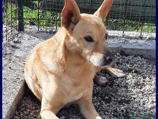 Meticcio cani EDDY aveva una famiglia! - Annuncio 42