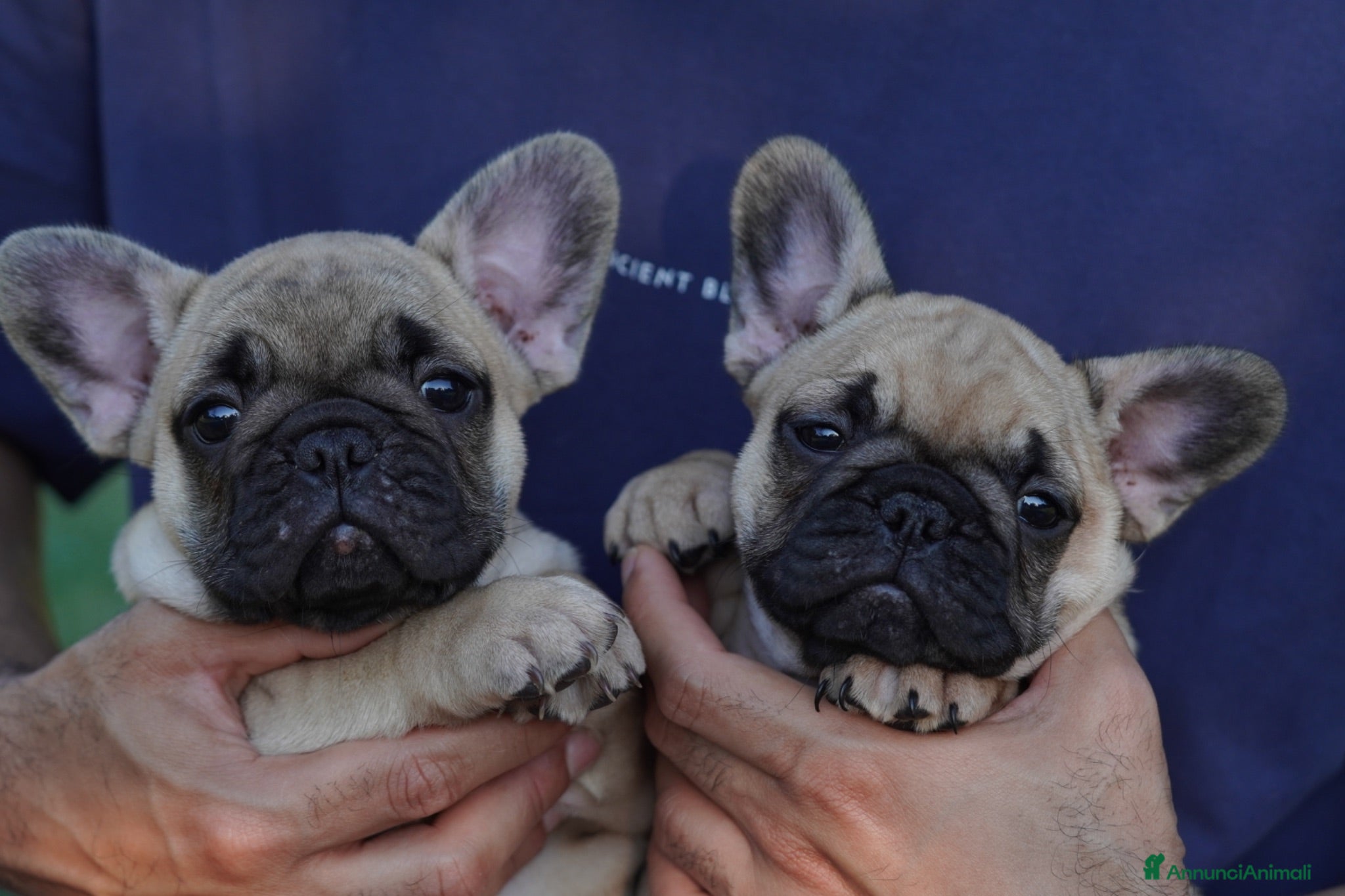 Bulldog Francese cani Meravigliosi Cuccioli di Bulldog Francese Fulvi - Annuncio 3