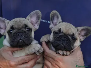 Bulldog Francese cani Meravigliosi Cuccioli di Bulldog Francese Fulvi - Annuncio 3
