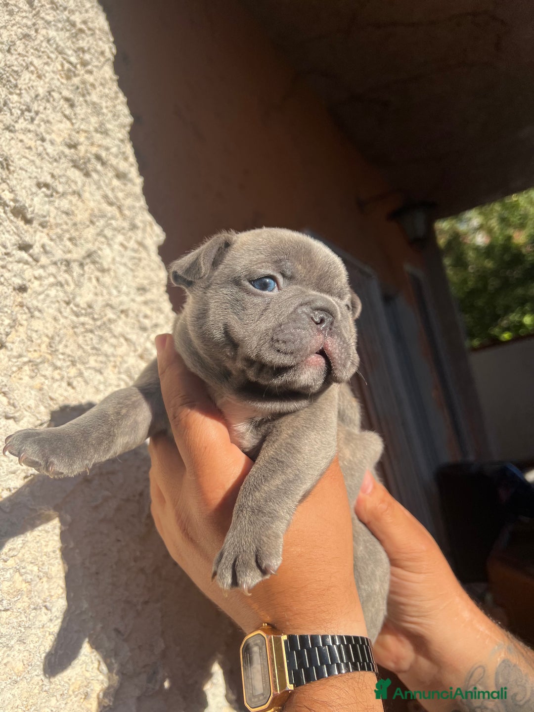 Bulldog Francese cani in vendita: Bulldog francese  a Città metropolitana di Palermo - Immagine 12