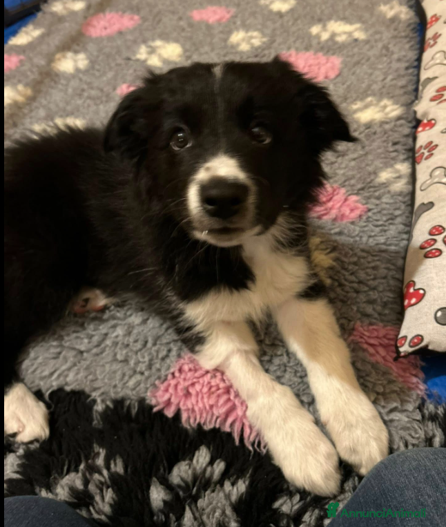 Border Collie cani CUCCIOLI BORDER COLLIE - Annuncio 1