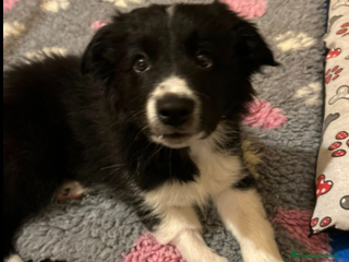 Border Collie cani CUCCIOLI BORDER COLLIE - Annuncio 3