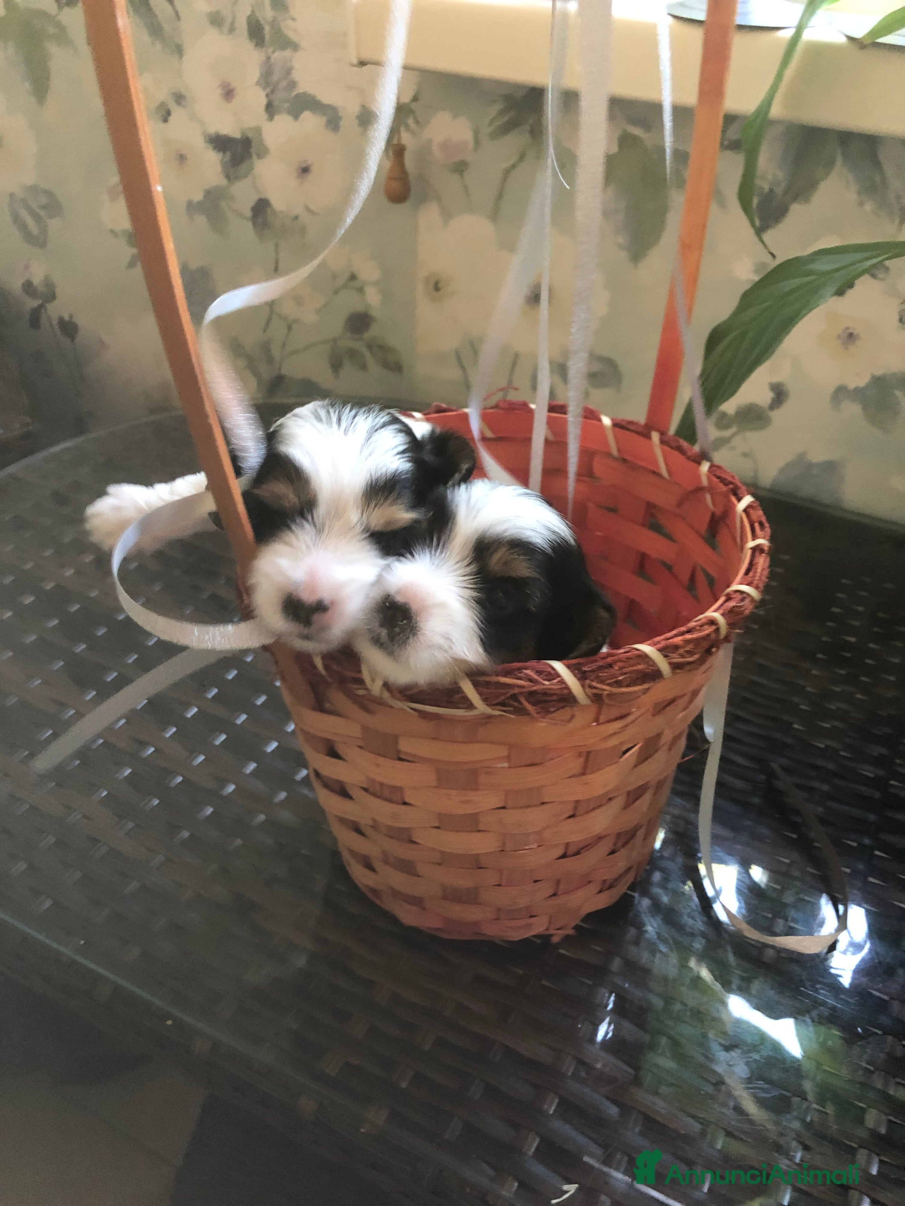 Biewer Terrier cani Vendo cuccioli di razza Biewer Terrier - Annuncio 1