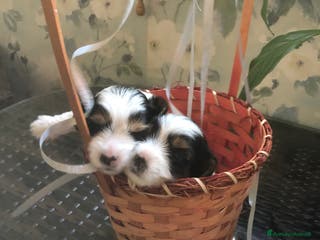 Biewer Terrier cani Vendo cuccioli di razza Biewer Terrier - Annuncio 5