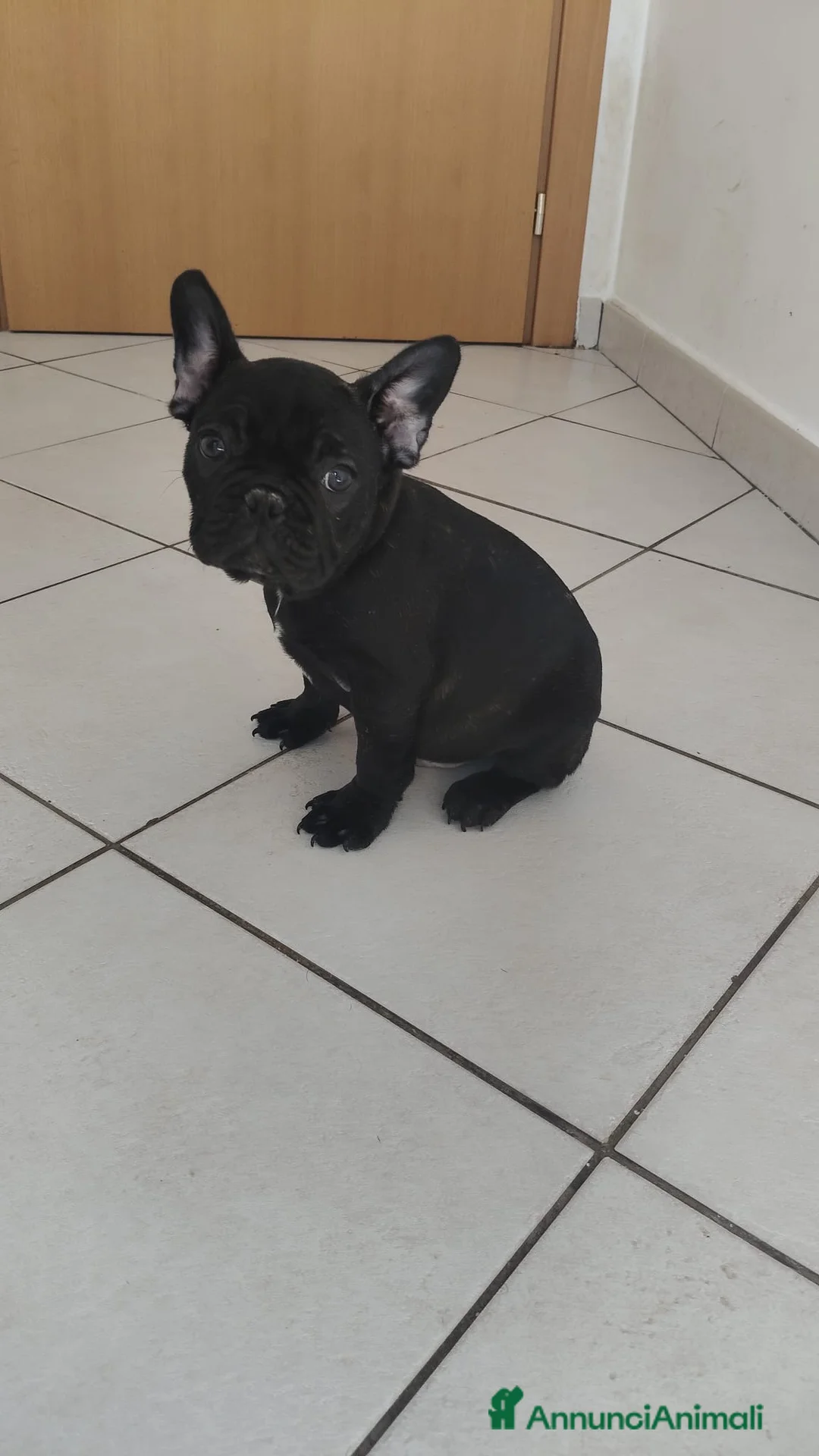 Bulldog Francese cani in vendita: Bulldog francese  - Annuncio 5