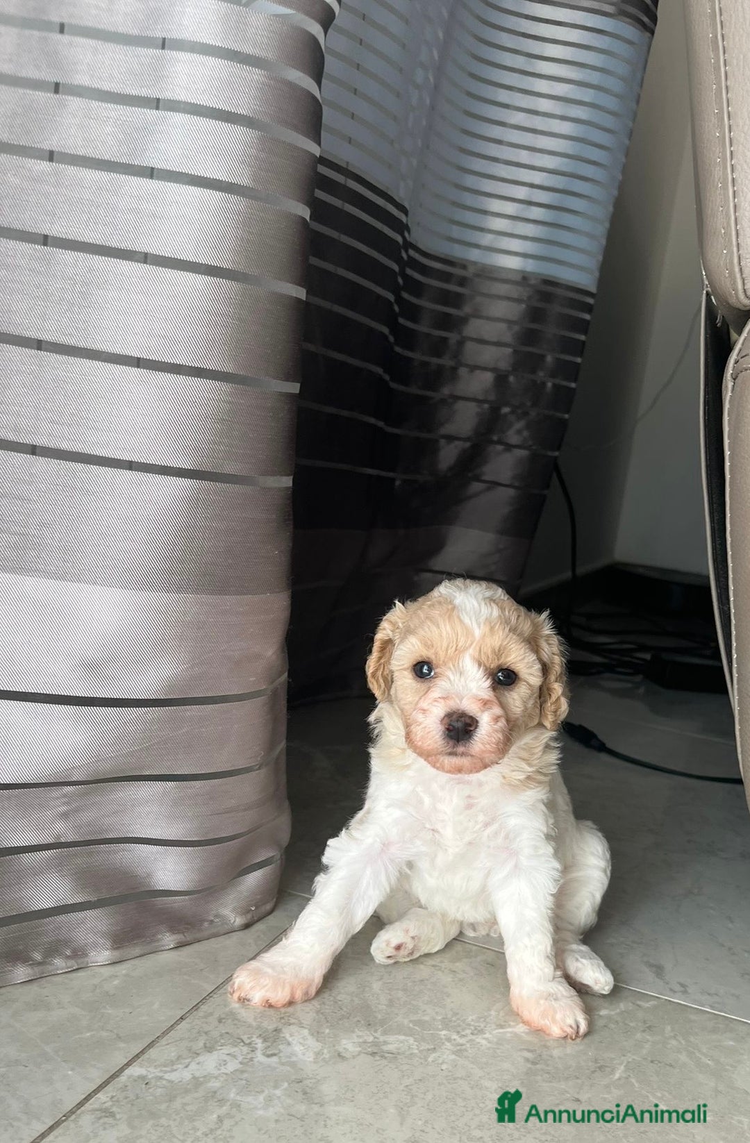 Barboncino cani in vendita: Barboncina - Annuncio 4