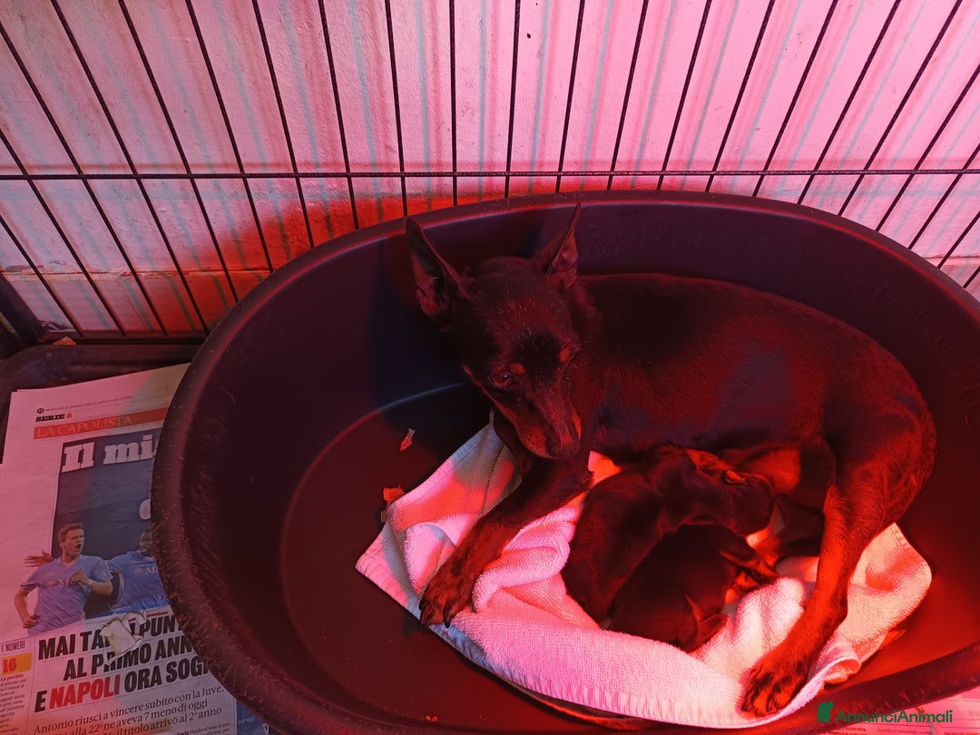 Pinscher Miniatura cani in vendita: Pinscher nani cuccioli nero focato  a Città Metropolitana di Firenze - Immagine 4