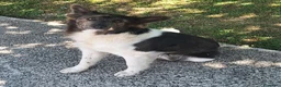 Meticcio cani in regalo: Tahir 8 mesi taglia media piccola  - Annuncio 5