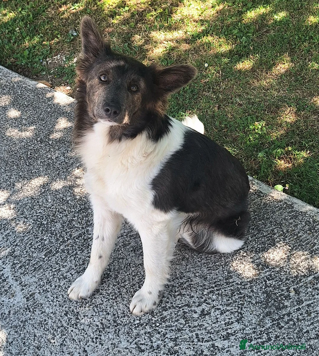 Meticcio cani in regalo: Tahir 8 mesi taglia media piccola  - Annuncio 5