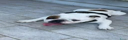 Bulldog cani per accoppiamento: Mi offro come fidanzato per 1 giorno - Annuncio 3