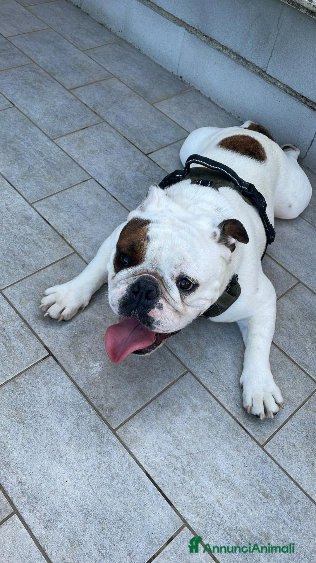 Bulldog cani per accoppiamento: Mi offro come fidanzato per 1 giorno - Annuncio 3