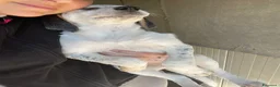 Meticcio cani in regalo: SIMPATICA CUCCIOLOTTA DA ADOTTARE a Provincia di Prato - Annuncio 3