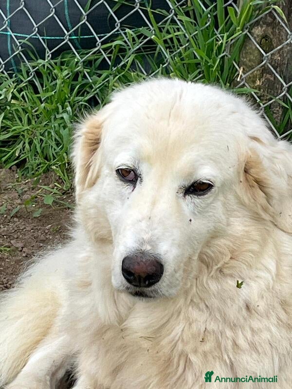 Meticcio cani CAMILLA HA VERAMENTE BISOGNO DI TE, IN ADOZIONE - Annuncio 24