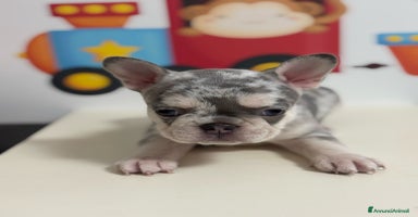 Bulldog Francese cani a Città metropolitana di Roma Capitale - Annuncio 3