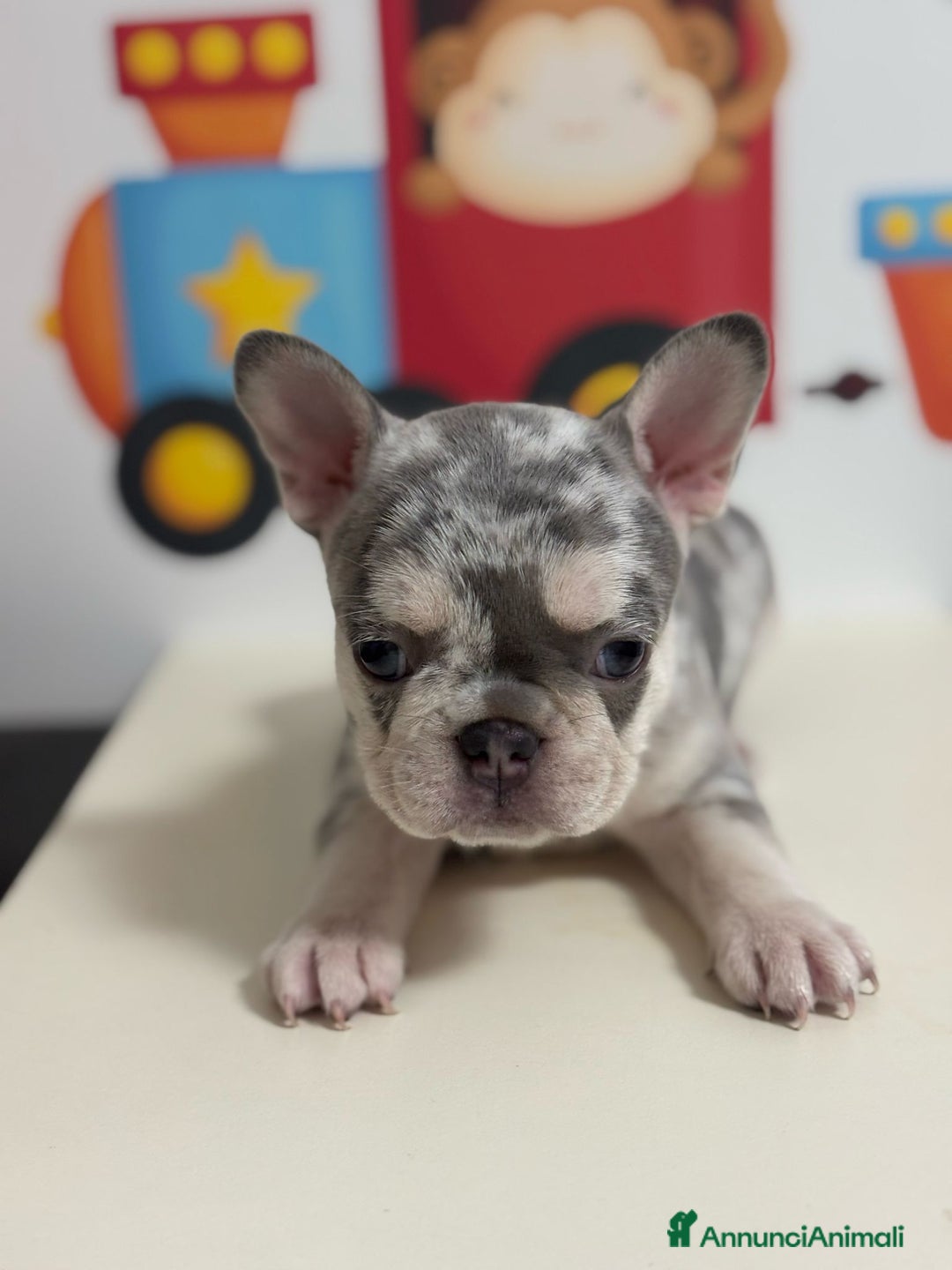 Bulldog Francese cani in vendita: Cuccioli bouldogue francese esotici a Città metropolitana di Roma Capitale - Immagine 3