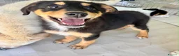 Meticcio cani in regalo: Flora a Provincia di Arezzo - Annuncio 1