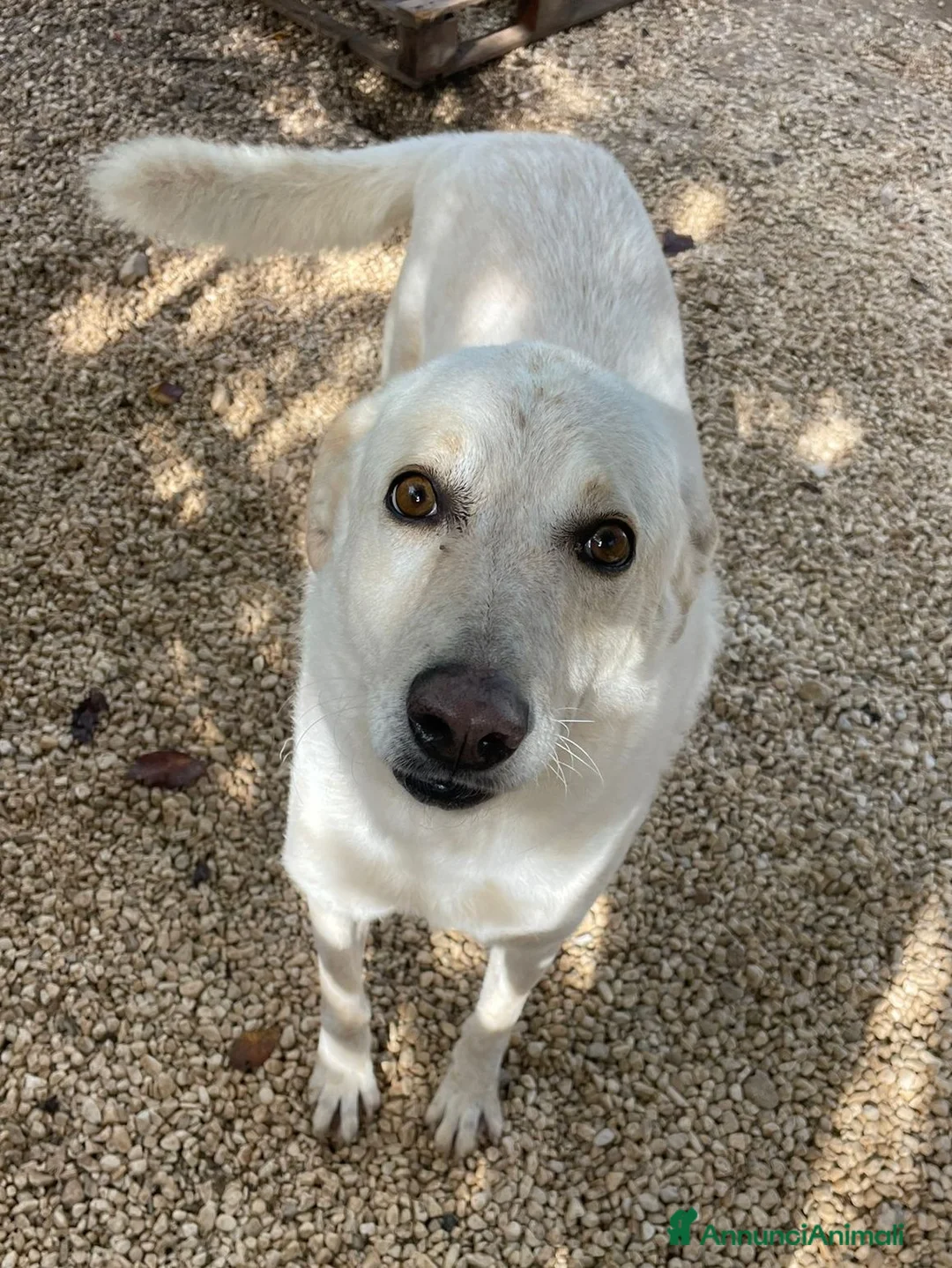 Meticcio cani in regalo: LA TENERISSIMA SUSY - Annuncio 5