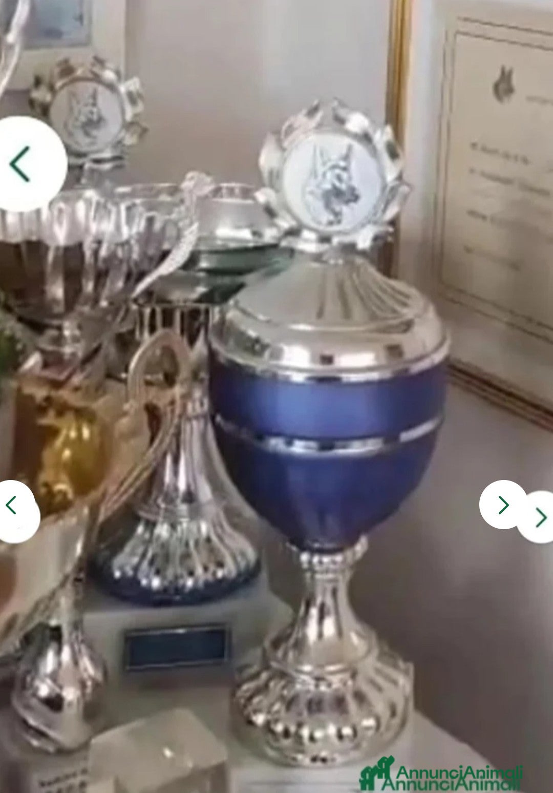 Pastore Tedesco cani in vendita: splendidi cuccioli pastore tedesco  - Annuncio 25