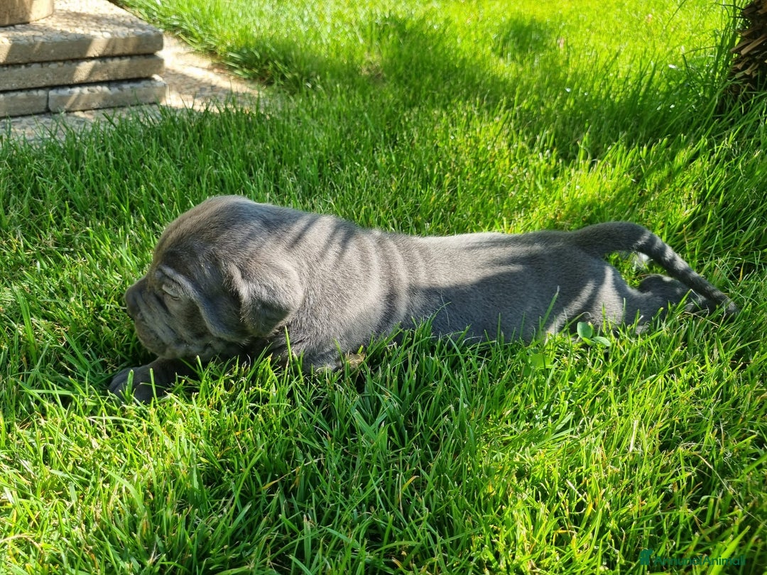 Cane Corso cani in vendita: Cuccioli di cane corso alta genealogia  a Provincia di Verona - Immagine 9